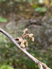 Hamamelis