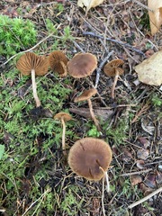 Cortinarius pseudoflabellus