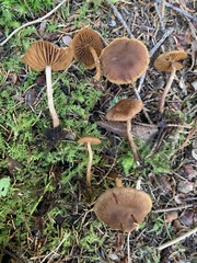Cortinarius pseudoflabellus