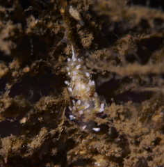 Rubramoena rubescens