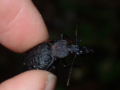 Cychrus tuberculatus