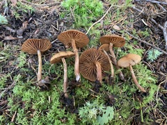 Cortinarius pseudoflabellus
