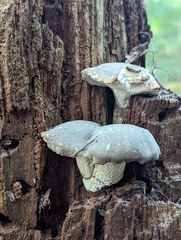 Jahnoporus hirtus