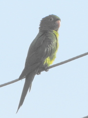 Psittacara leucophthalmus