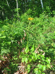 Ligularia calthifolia