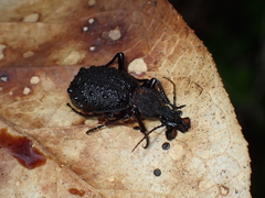 Cychrus tuberculatus