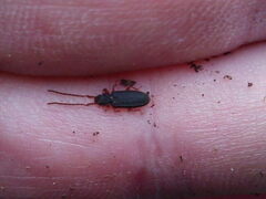 Uleiota planata