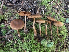 Cortinarius pseudoflabellus