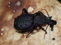 Cychrus tuberculatus