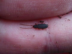 Uleiota planata