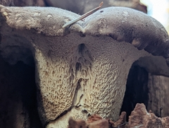 Jahnoporus hirtus