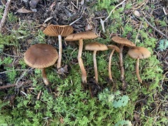 Cortinarius pseudoflabellus