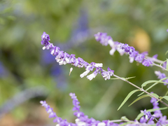 Salvia leucantha