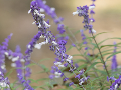 Salvia leucantha