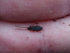 Uleiota planata