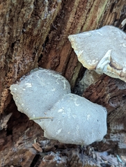 Jahnoporus hirtus