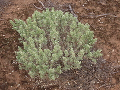 Atriplex confertifolia