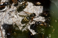 Brachygastra lecheguana