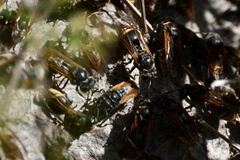 Brachygastra lecheguana