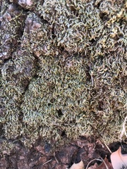 Scleropodium julaceum