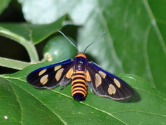 Eressa angustipenna