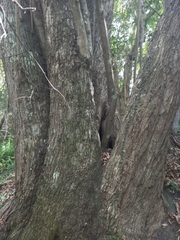 Syzygium floribundum