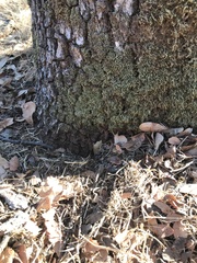 Scleropodium julaceum