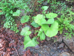 Ligularia sachalinensis