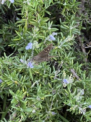 Eudamini