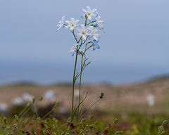 Zephyra elegans