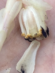 Monotropa brittonii