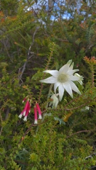 Epacris longiflora
