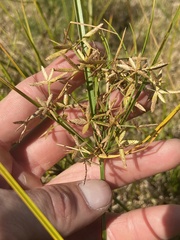 Cyperus lecontei