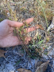 Dichanthelium webberianum