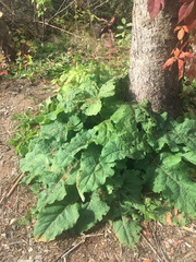 Arctium lappa