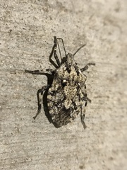 Brochymena chelonoides