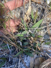 Dichanthelium webberianum