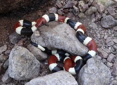 Micruroides euryxanthus