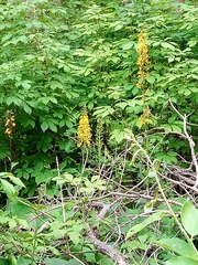 Ligularia sachalinensis
