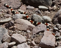 Micruroides euryxanthus