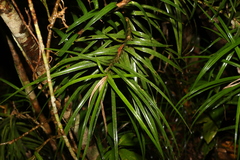 Freycinetia excelsa