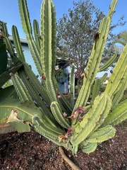 Cereus repandus