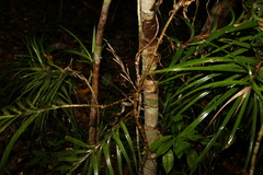 Freycinetia excelsa