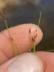 Eleocharis baldwinii