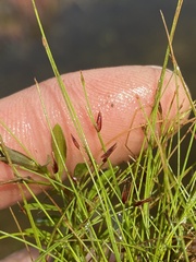 Eleocharis baldwinii