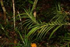 Freycinetia excelsa
