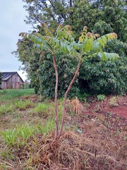 Cedrela fissilis
