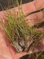 Eleocharis baldwinii