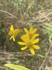 Helianthus schweinitzii