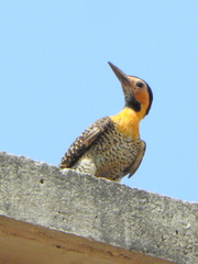 Colaptes campestris campestris